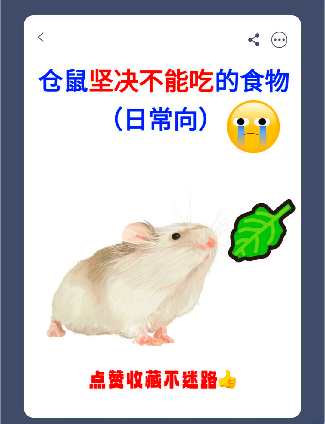 仓鼠可以吃红枣吗(仓鼠可以吃红枣吗干的) 仓鼠可以吃红枣吗(仓鼠可以吃红枣吗干的)