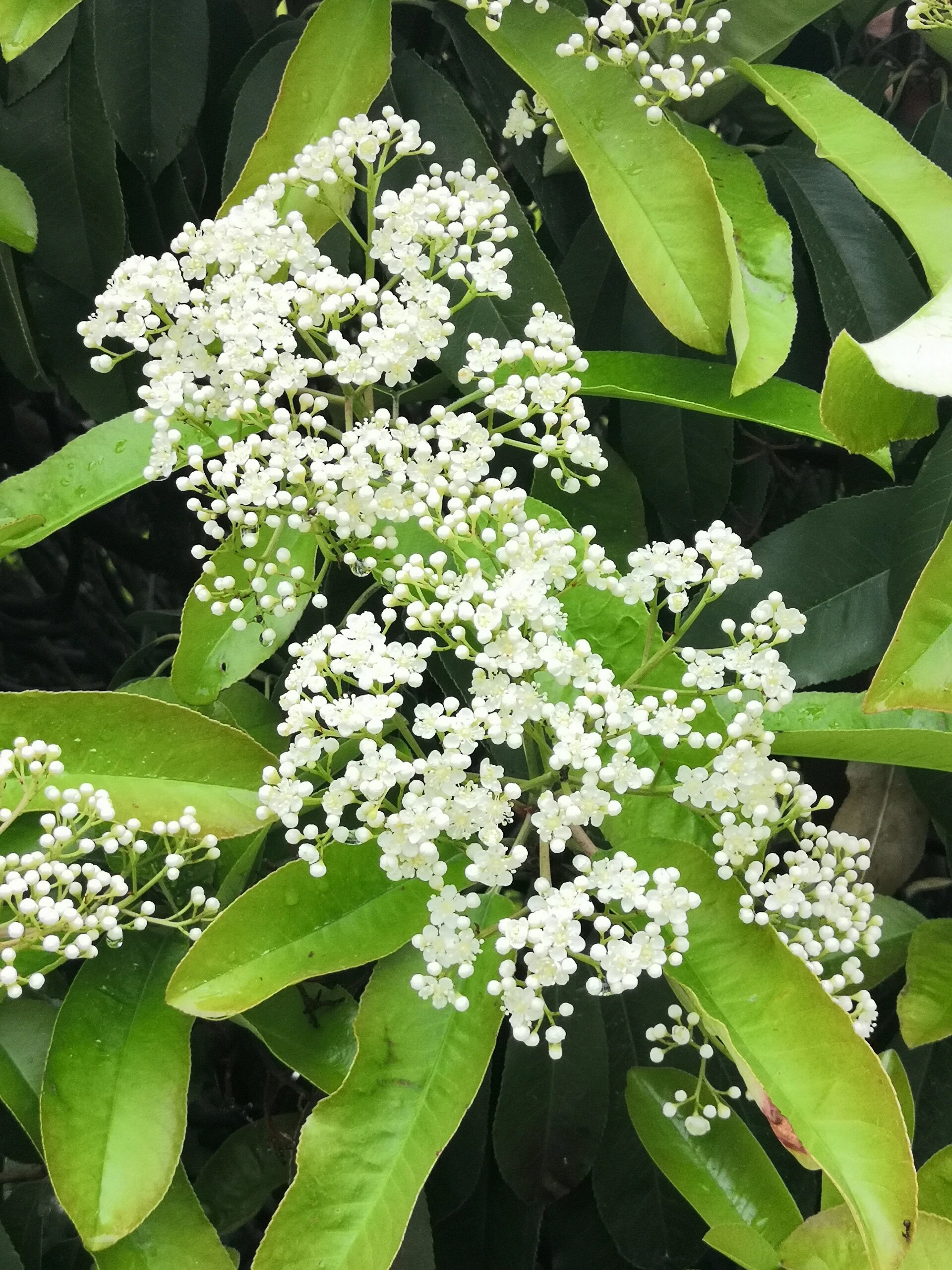 石楠花香(石楠花香是什么意思) 石楠花香(石楠花香是什么意思)