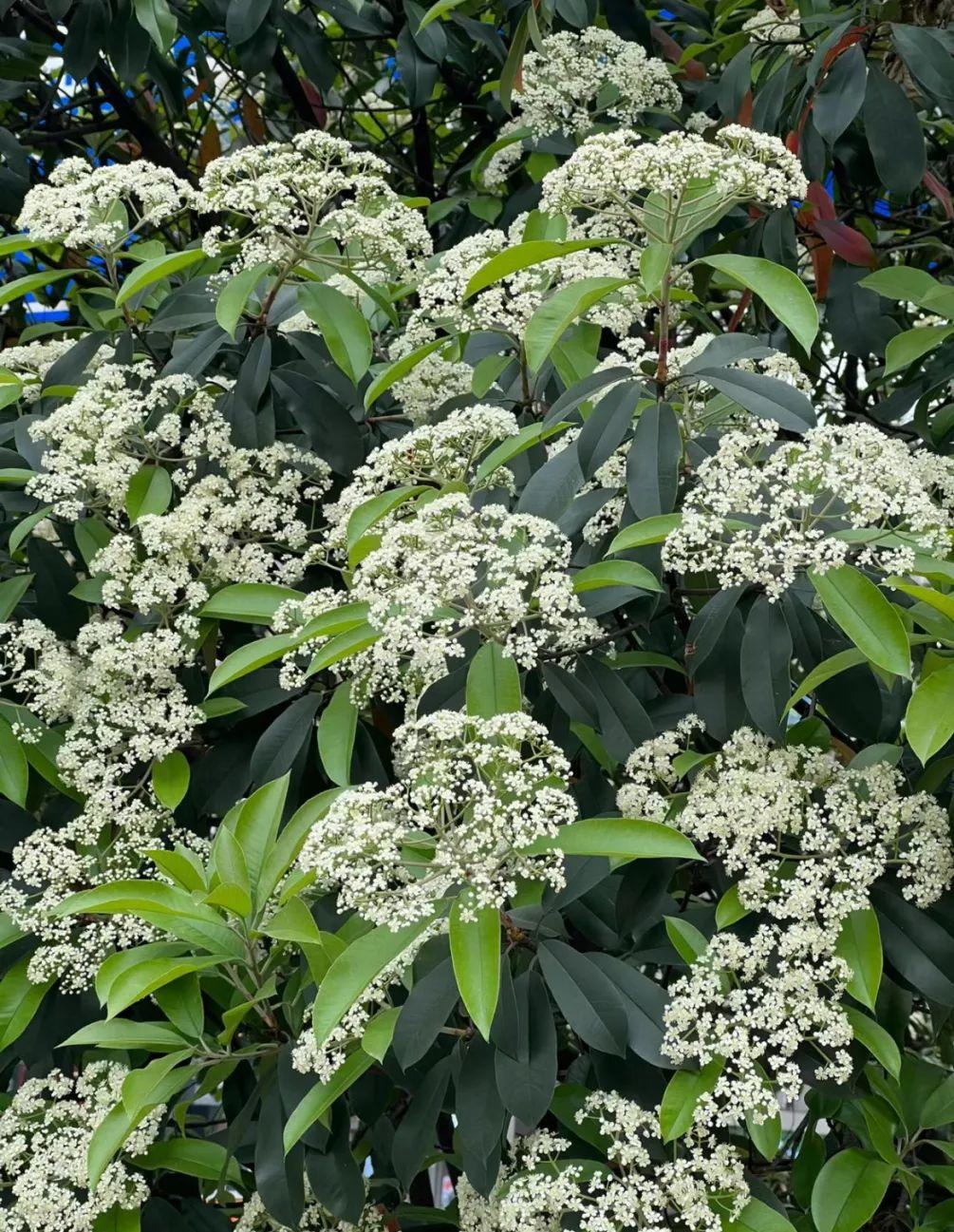 石楠花香(石楠花香是什么意思) 石楠花香(石楠花香是什么意思)