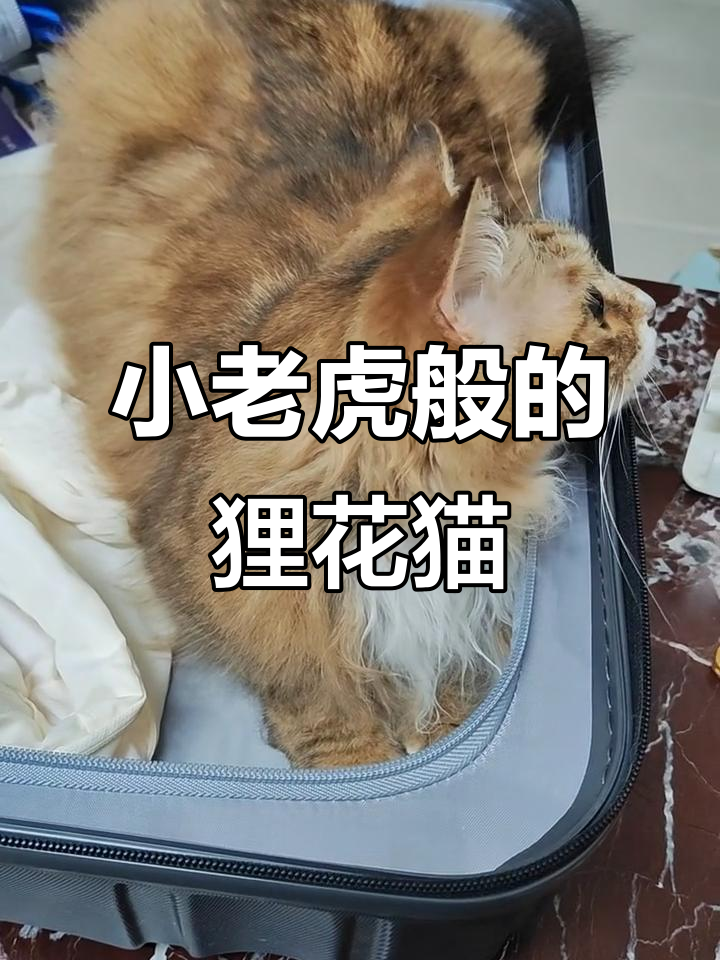 老虎会把猫当小老虎吗(老虎会把猫当小老虎吗图片)