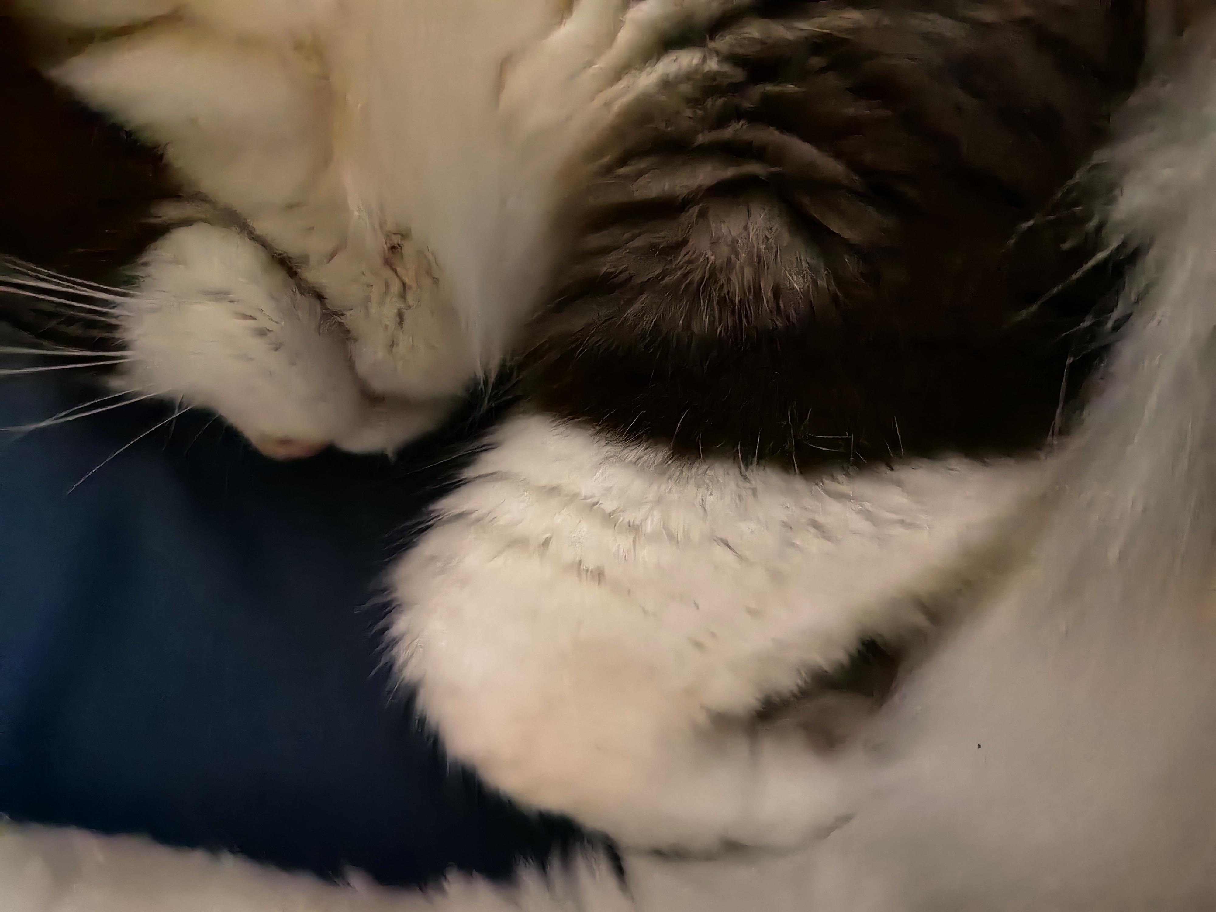 如何让猫咪晚上不闹腾(有什么办法能让猫晚上不闹) 如何让猫咪晚上不闹腾(有什么办法能让猫晚上不闹)