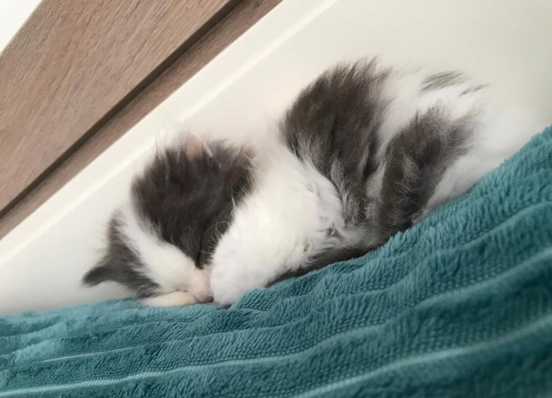 如何让猫咪晚上不闹腾(有什么办法能让猫晚上不闹) 如何让猫咪晚上不闹腾(有什么办法能让猫晚上不闹)