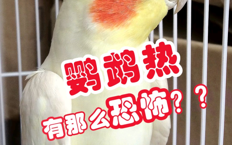 鹦鹉怕热吗(鹦鹉怕热吗?多少度) 鹦鹉怕热吗(鹦鹉怕热吗?多少度)