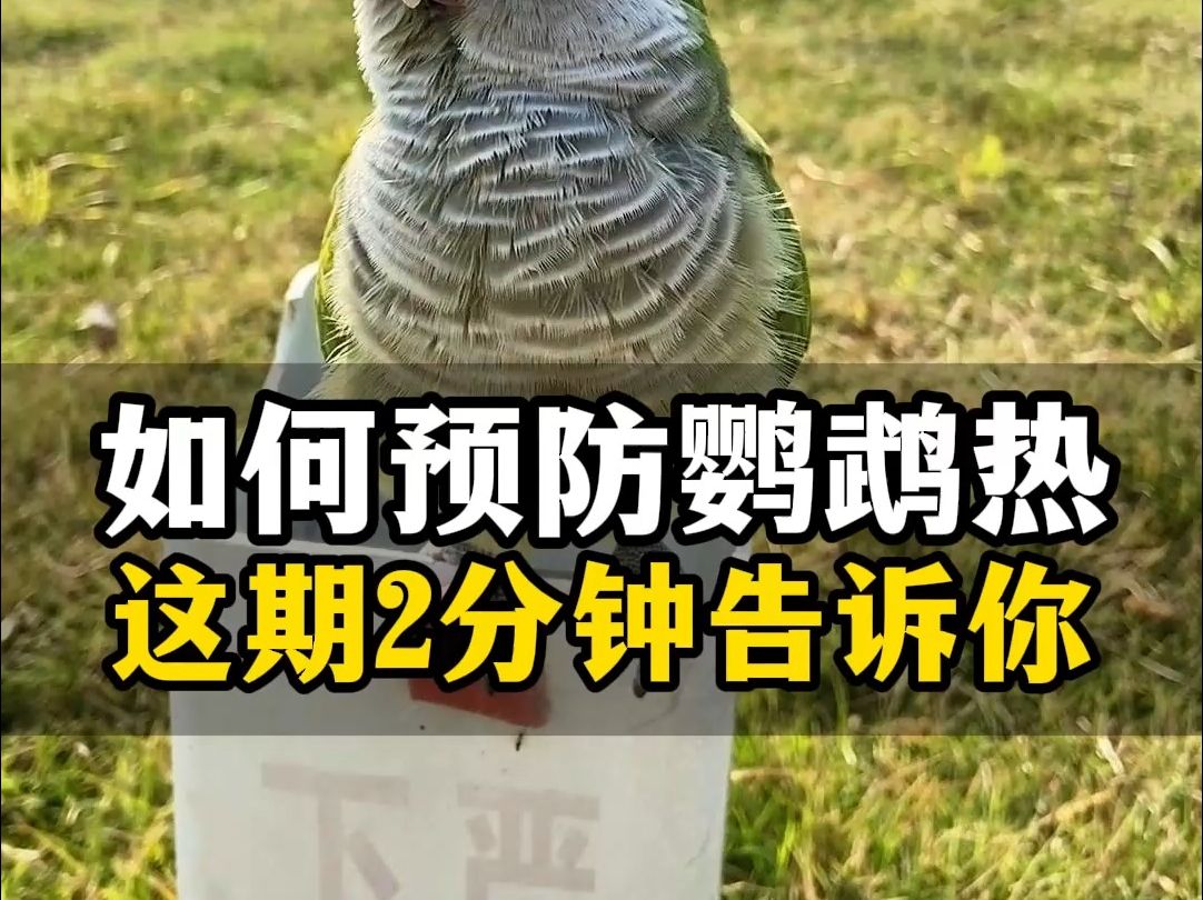 鹦鹉怕热吗(鹦鹉怕热吗?多少度) 鹦鹉怕热吗(鹦鹉怕热吗?多少度)