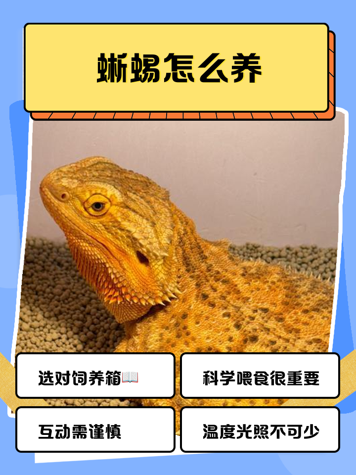 蜥蜴认主人吗(宠物蜥蜴认人吗)