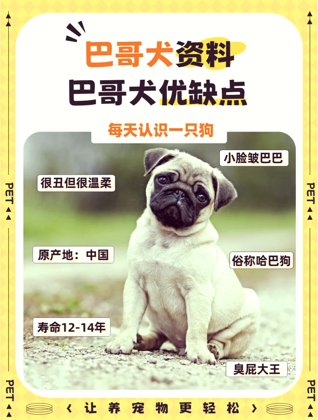 巴吉度犬为什么被禁养(巴吉度犬为什么被禁养?巴吉度犬被禁养的原因狗狗品种) 巴吉度犬为什么被禁养(巴吉度犬为什么被禁养?巴吉度犬被禁养的原因狗狗品种)