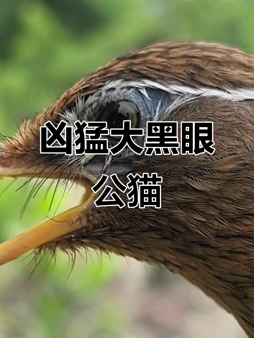 公猫叫声(公猫叫声吸引猫的声音)