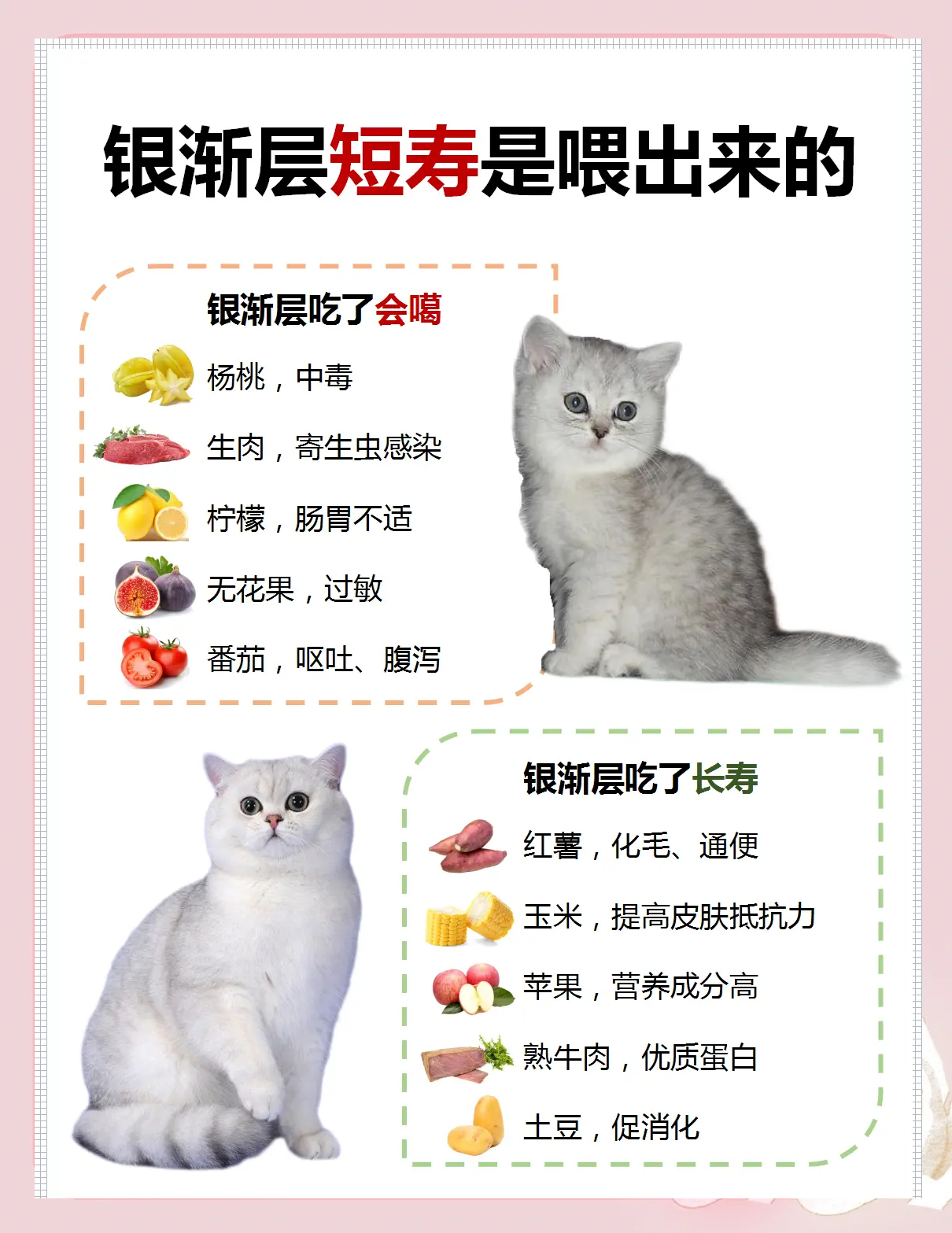 一个月的小猫能吃什么(不到一个月的小猫能吃什么)