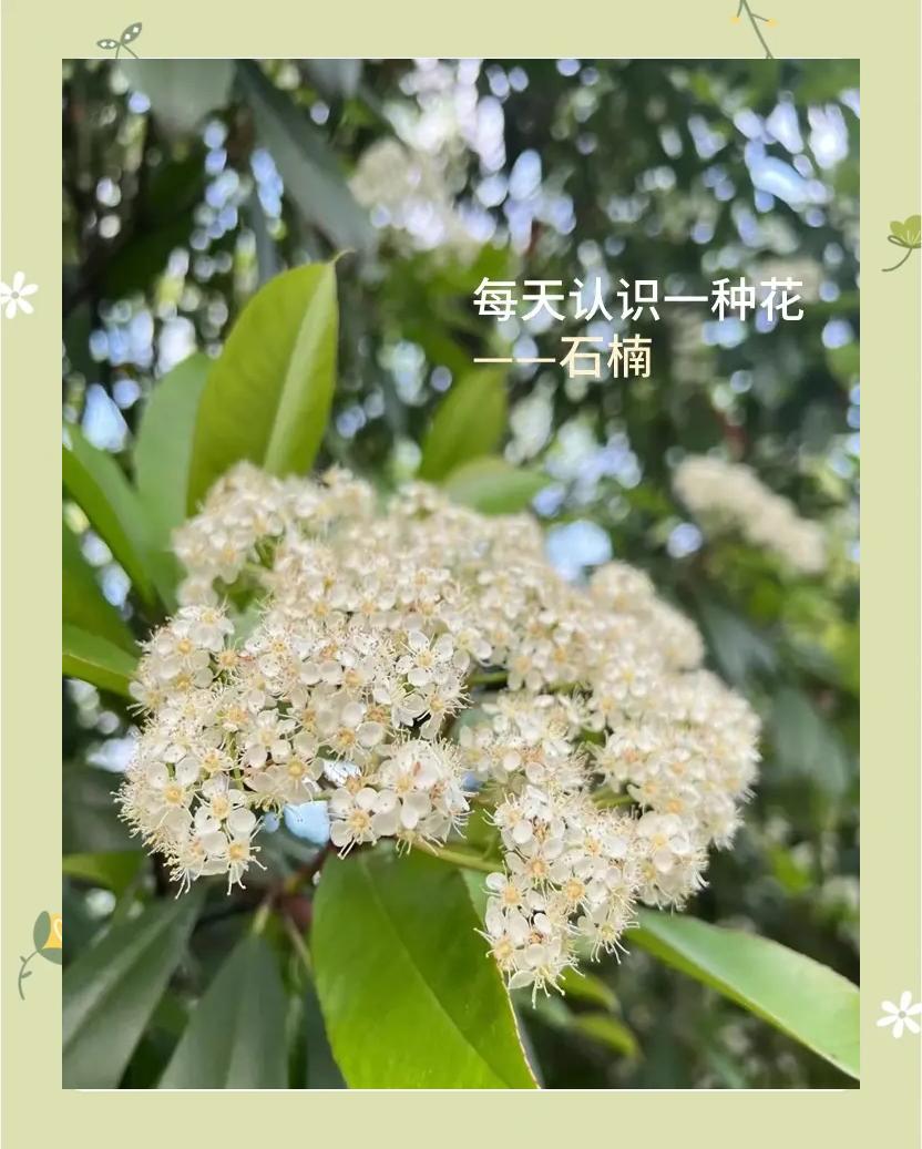 石楠花是哪里的市花(石楠是什么地方的市花)