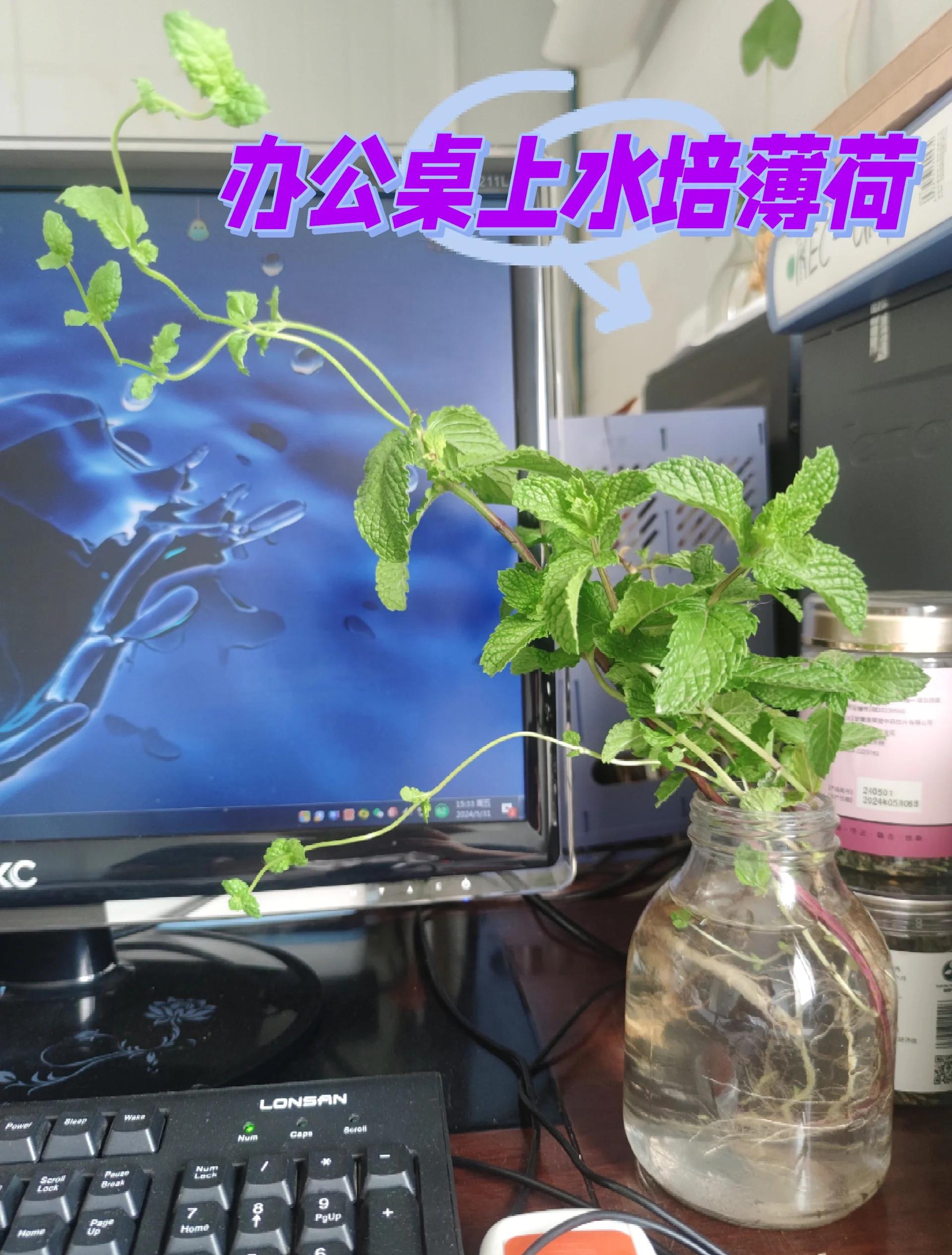 家里为什么不能种薄荷(薄荷驱蚊吗家里为什么不能种薄荷) 家里为什么不能种薄荷(薄荷驱蚊吗家里为什么不能种薄荷)
