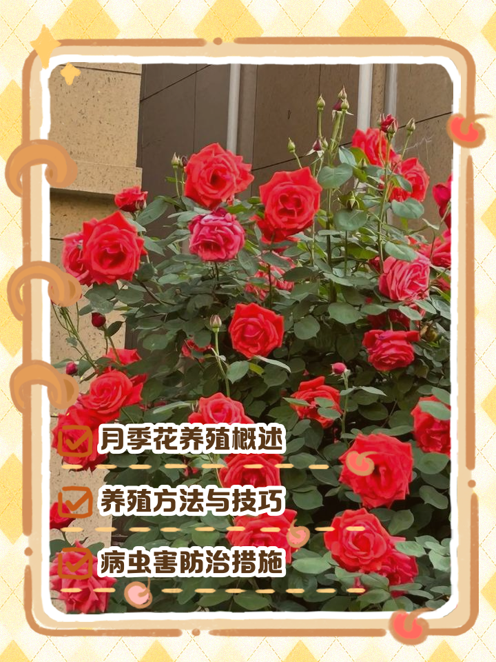 月季花泡脚的功效与作用(月季花泡水喝的功效与禁忌)
