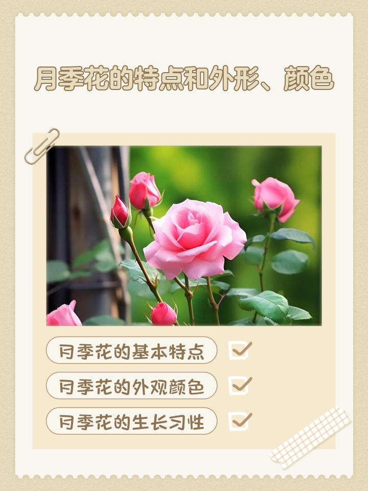 月季花泡脚的功效与作用(月季花泡水喝的功效与禁忌)