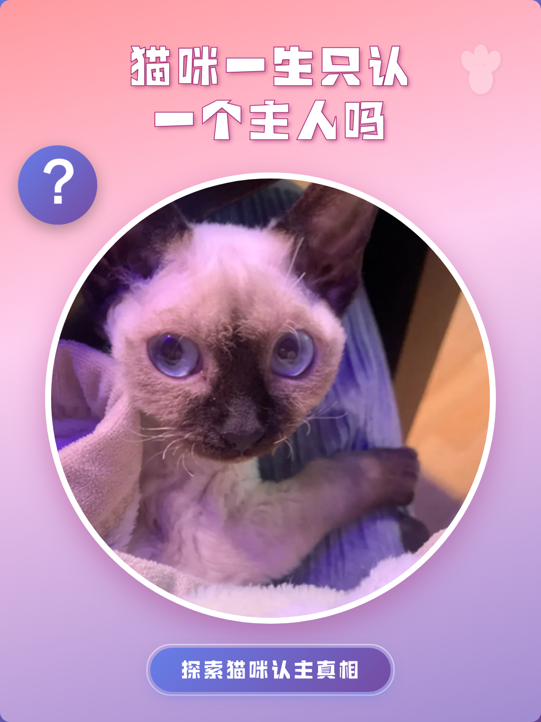 猫一生认几个主人(折耳猫一生认几个主人) 猫一生认几个主人(折耳猫一生认几个主人)