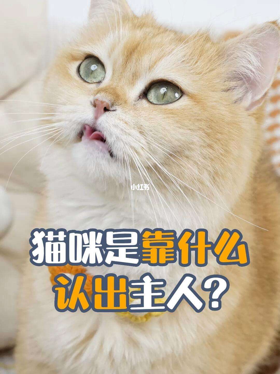 猫一生认几个主人(折耳猫一生认几个主人) 猫一生认几个主人(折耳猫一生认几个主人)