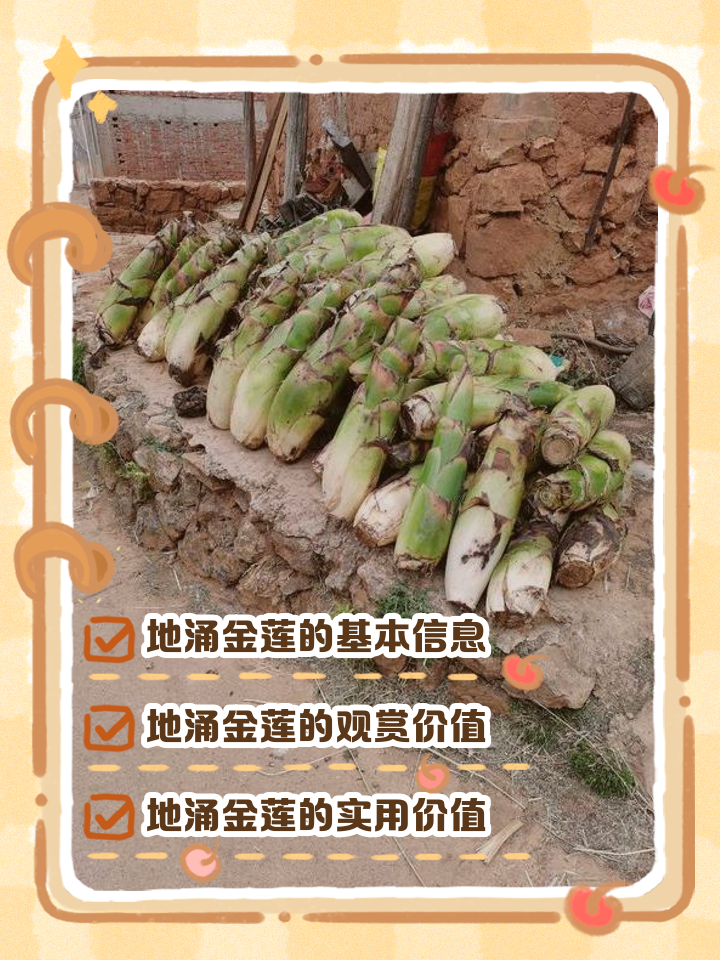 金莲花泡水喝竟有6个害处(金线莲价格多少钱一斤2024) 金莲花泡水喝竟有6个害处(金线莲价格多少钱一斤2024)