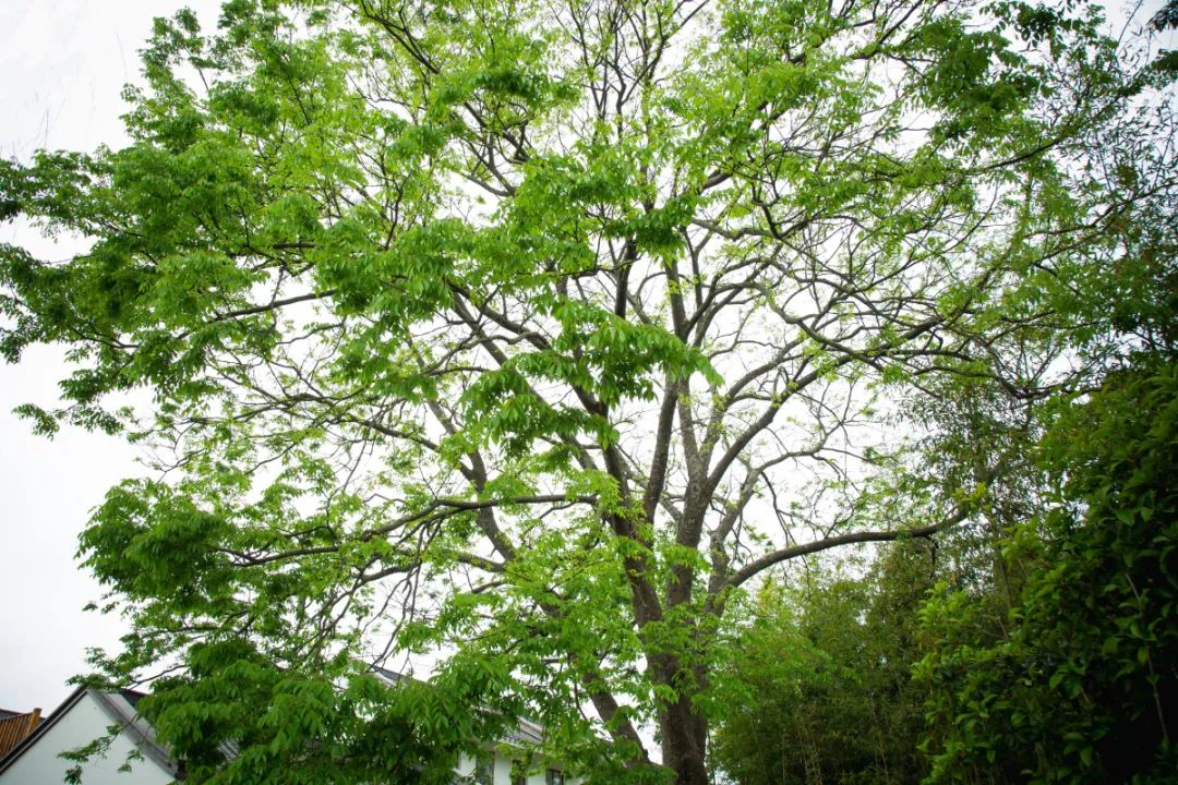 百树oa(百树oa登录入口)
