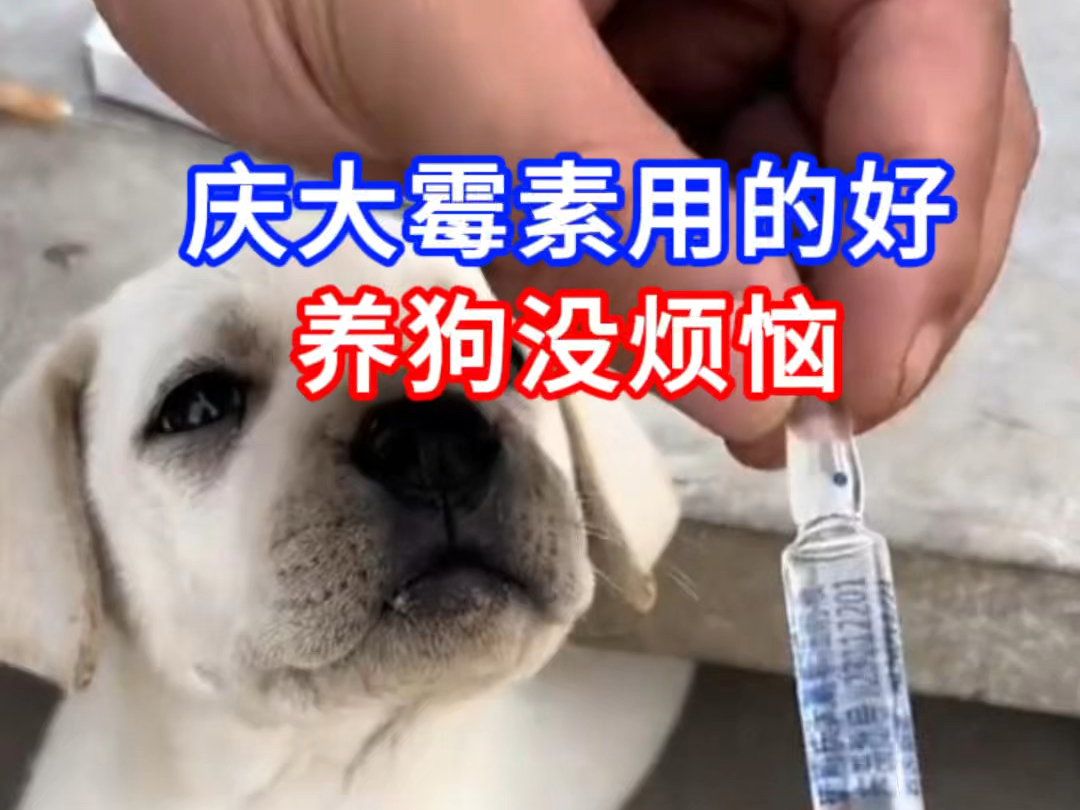 幼犬可以直接喝庆大霉素吗(幼犬可以直接喝庆大霉素吗一天几次) 幼犬可以直接喝庆大霉素吗(幼犬可以直接喝庆大霉素吗一天几次)