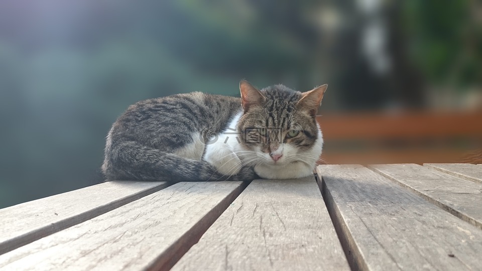 猫硬了凉了还能活吗(猫死不闭眼预示着什么)
