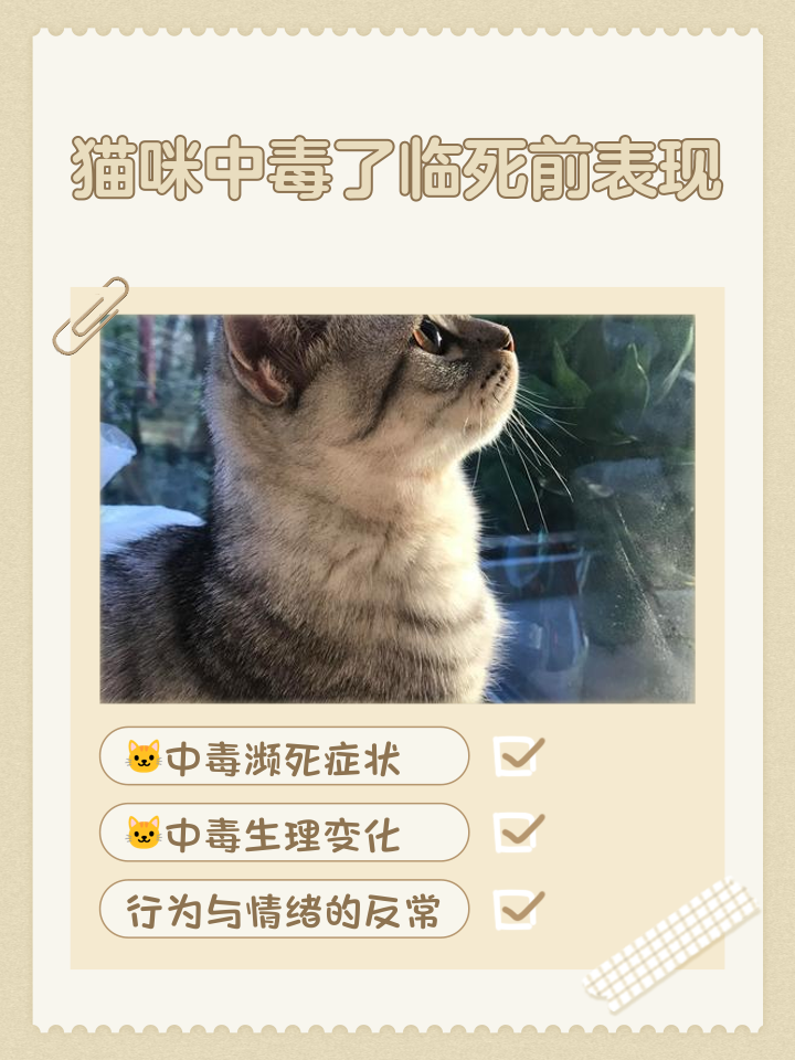 猫硬了凉了还能活吗(猫死不闭眼预示着什么)