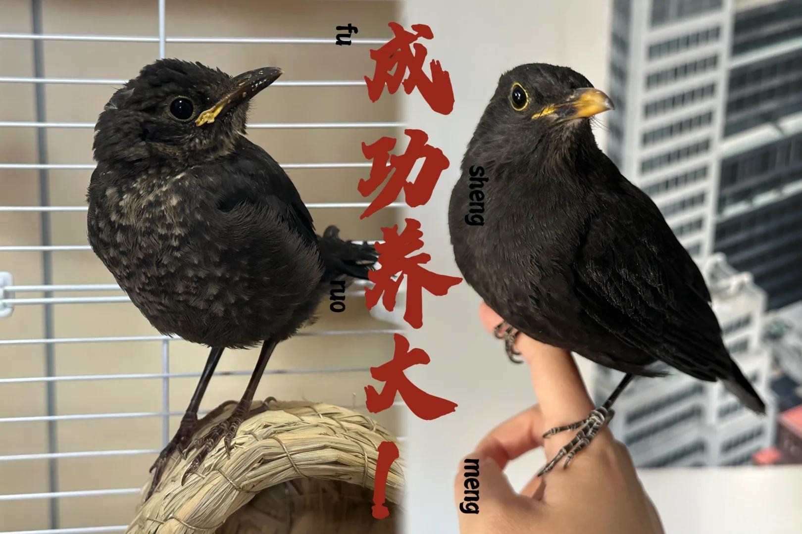 乌鸫是吉祥鸟吗(乌鸫是吉祥鸟吗是什么叫声) 乌鸫是吉祥鸟吗(乌鸫是吉祥鸟吗是什么叫声)