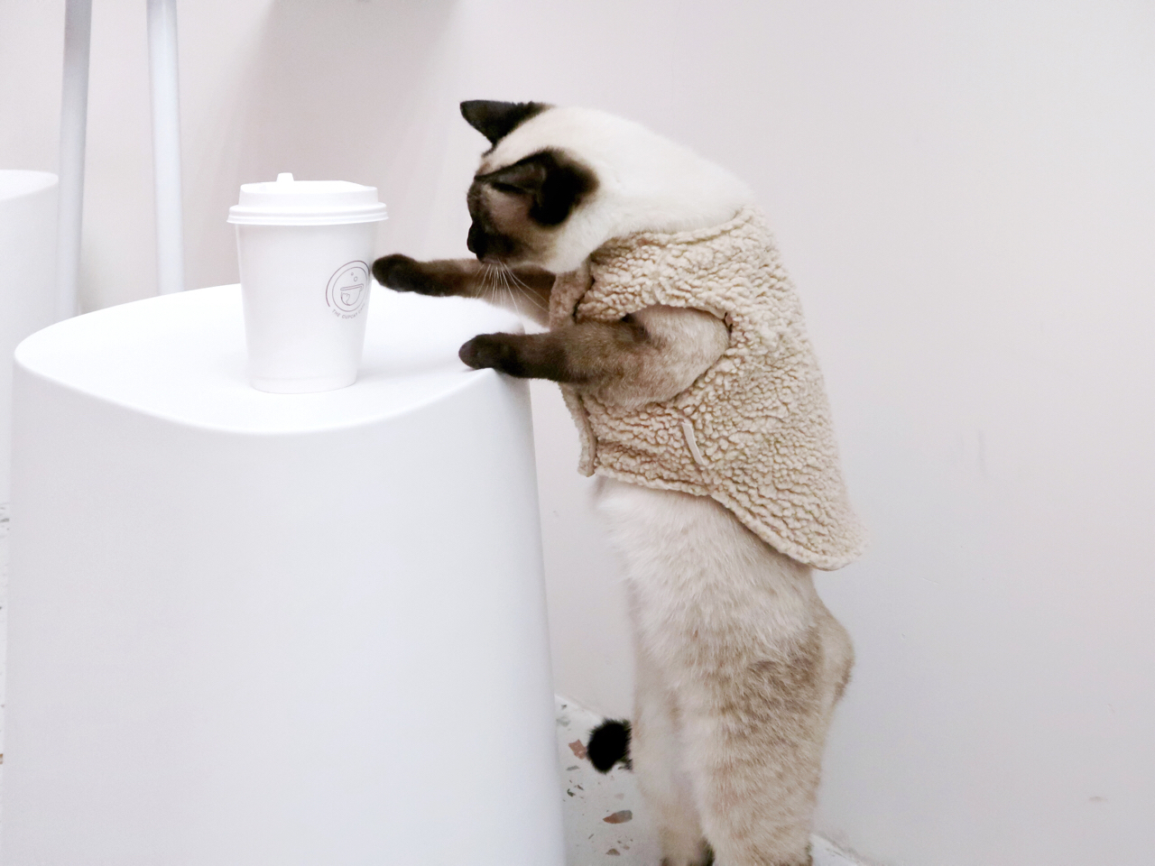 猫能喝咖啡吗(四只猫咖啡好喝吗) 猫能喝咖啡吗(四只猫咖啡好喝吗)