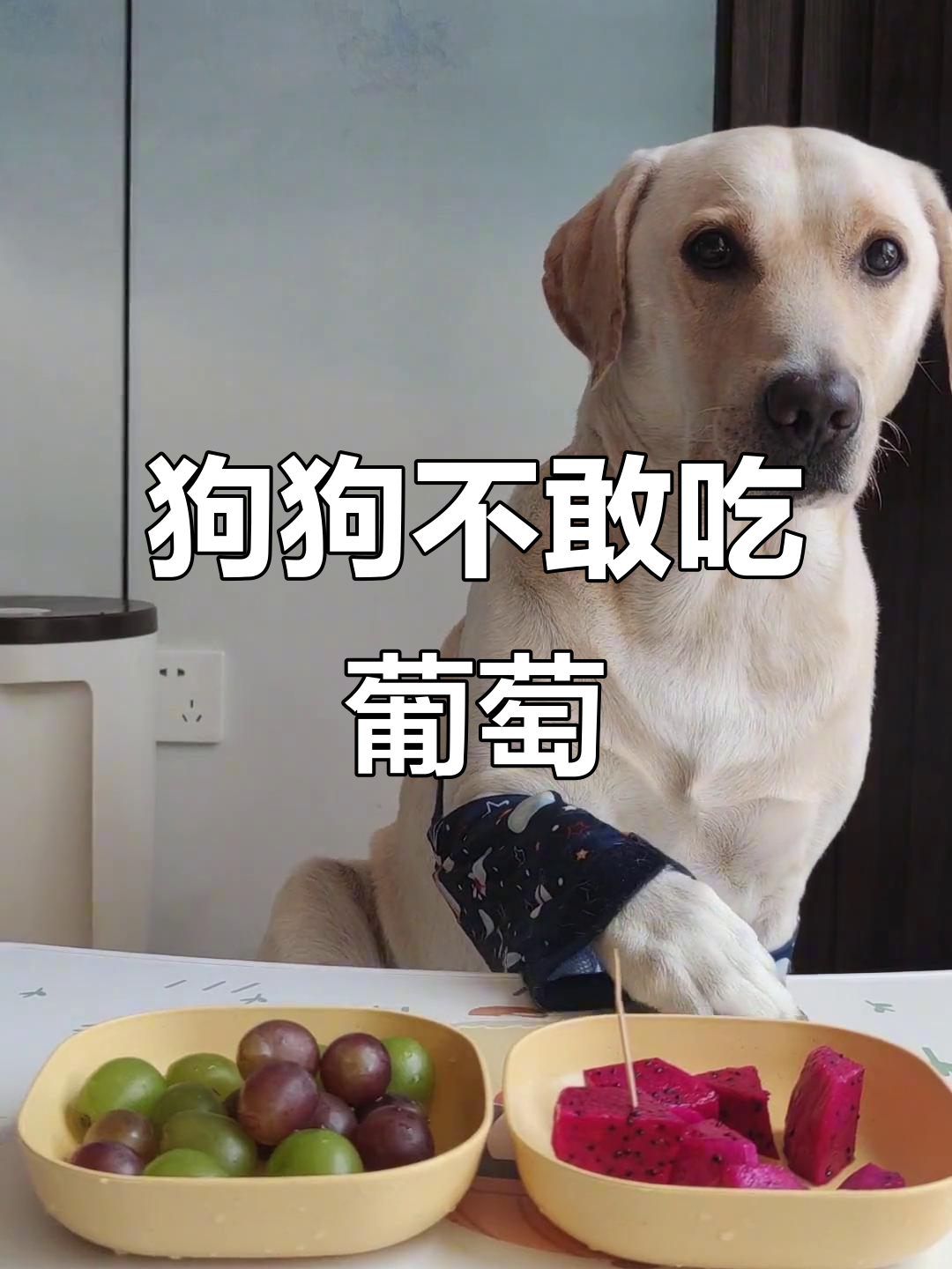 狗吃葡萄辟谣(狗吃葡萄有什么症状) 狗吃葡萄辟谣(狗吃葡萄有什么症状)