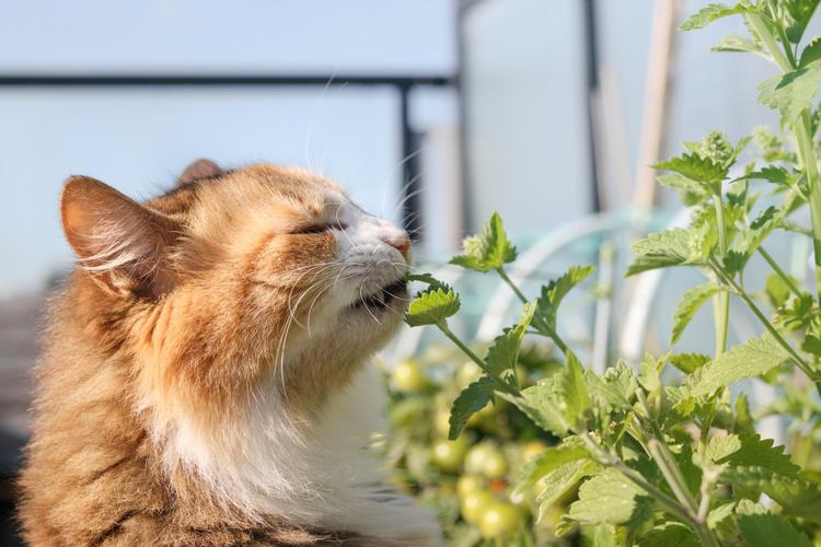 猫薄荷对猫有危害么(养猫女孩颅内有大量寄生虫) 猫薄荷对猫有危害么(养猫女孩颅内有大量寄生虫)