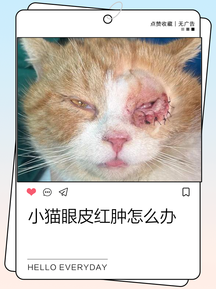 猫眼睛红肿流眼泪发炎了咋办(猫眼睛红肿流眼泪发炎了是什么样子) 猫眼睛红肿流眼泪发炎了咋办(猫眼睛红肿流眼泪发炎了是什么样子)