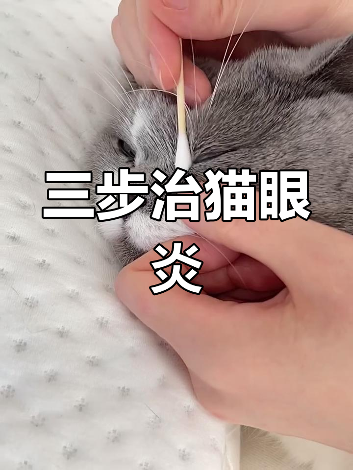 猫眼睛红肿流眼泪发炎了咋办(猫眼睛红肿流眼泪发炎了是什么样子) 猫眼睛红肿流眼泪发炎了咋办(猫眼睛红肿流眼泪发炎了是什么样子)
