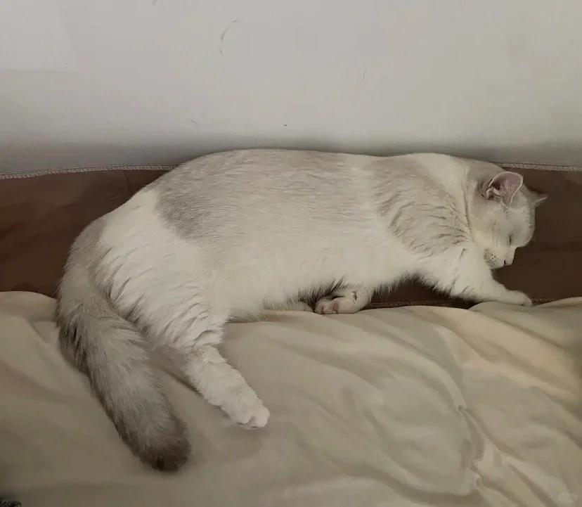猫腿一瘸一拐但能走路(猫腿一瘸一拐但能走路,能自愈吗) 猫腿一瘸一拐但能走路(猫腿一瘸一拐但能走路,能自愈吗)