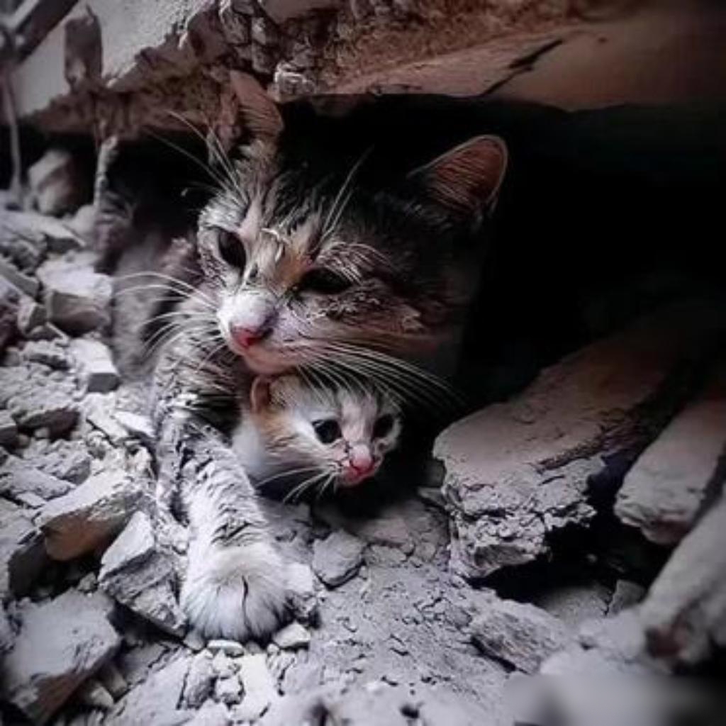 猫咪极度害怕的表现(猫咪极度害怕的表现有哪些) 猫咪极度害怕的表现(猫咪极度害怕的表现有哪些)