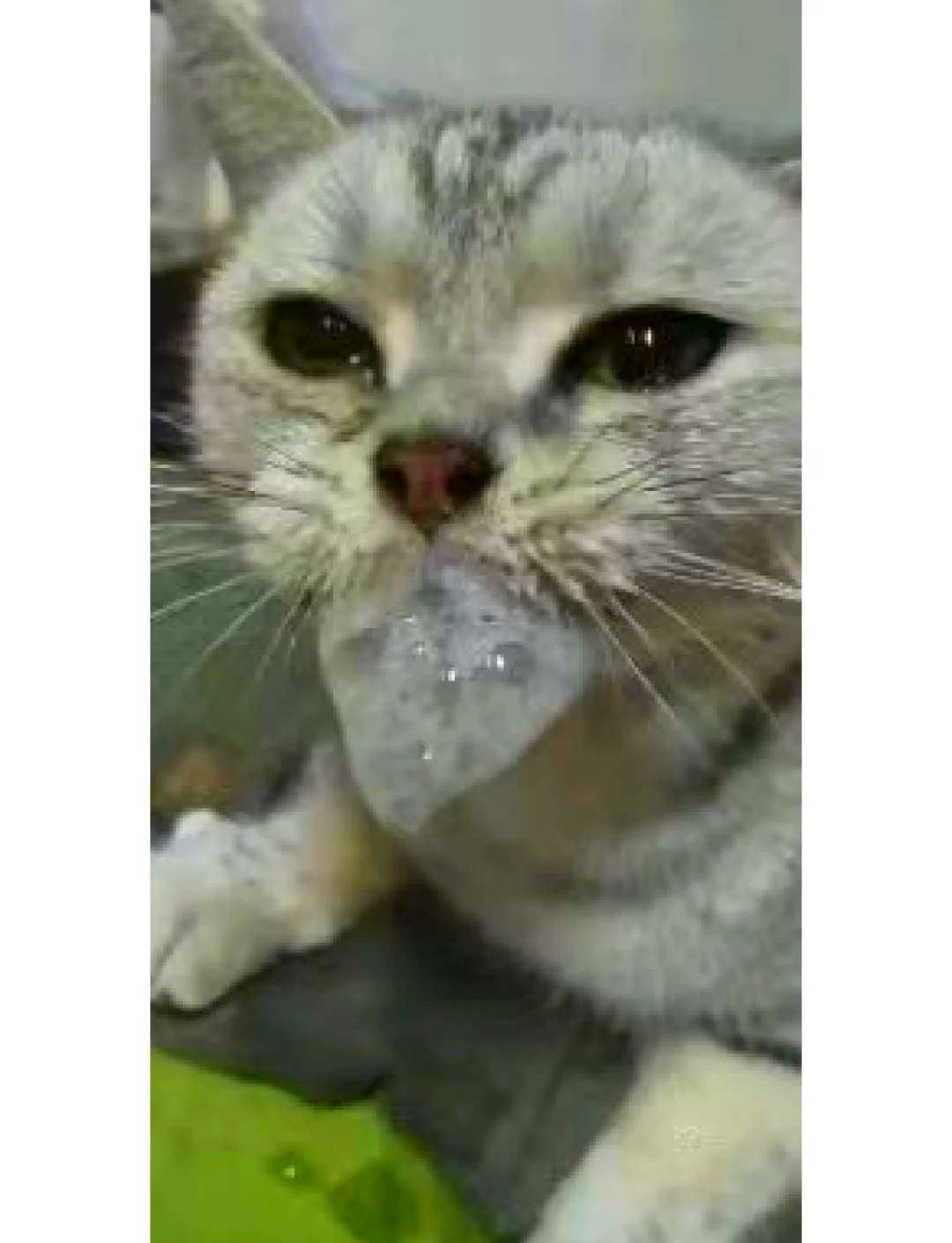 猫能自己挺过猫瘟吗(小猫得了猫瘟能治好吗) 猫能自己挺过猫瘟吗(小猫得了猫瘟能治好吗)