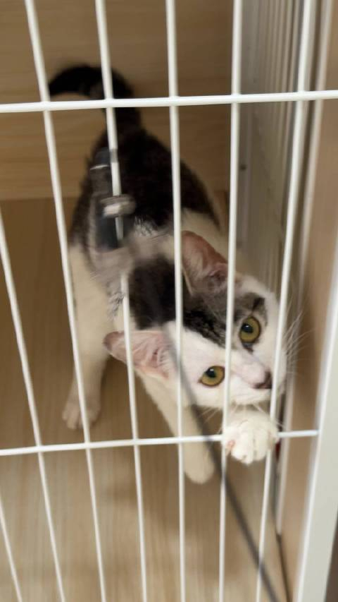 猫能自己挺过猫瘟吗(小猫得了猫瘟能治好吗) 猫能自己挺过猫瘟吗(小猫得了猫瘟能治好吗)