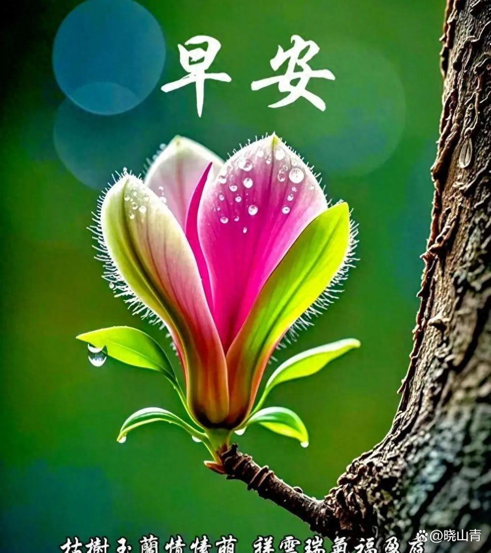 最火最好的早上好图片(最火最好的早上好图片朋友) 最火最好的早上好图片(最火最好的早上好图片朋友)