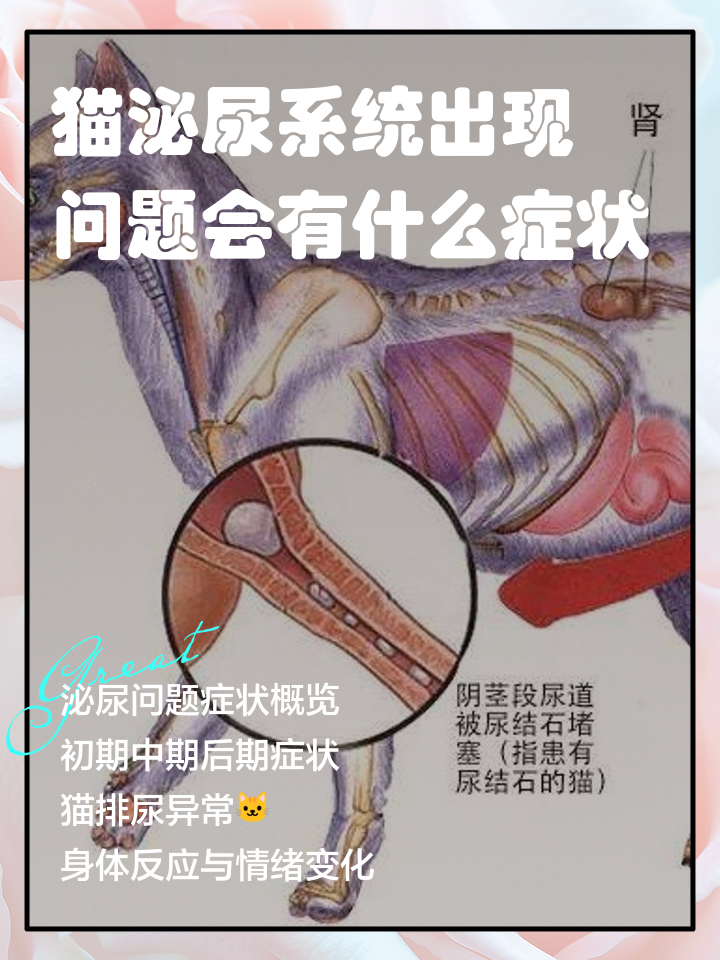 猫的汗腺在哪里(猫的汗腺在什么部位) 猫的汗腺在哪里(猫的汗腺在什么部位)