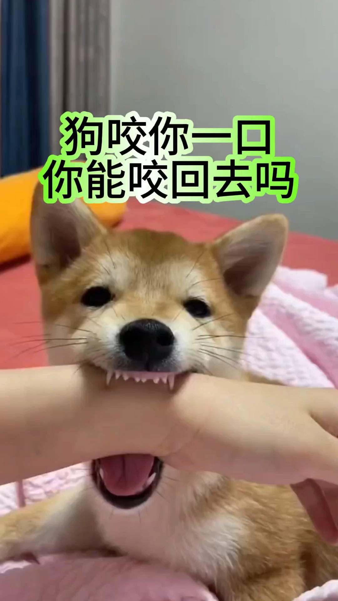 蚊子咬狗吗(蚊子能咬狗狗吗) 蚊子咬狗吗(蚊子能咬狗狗吗)