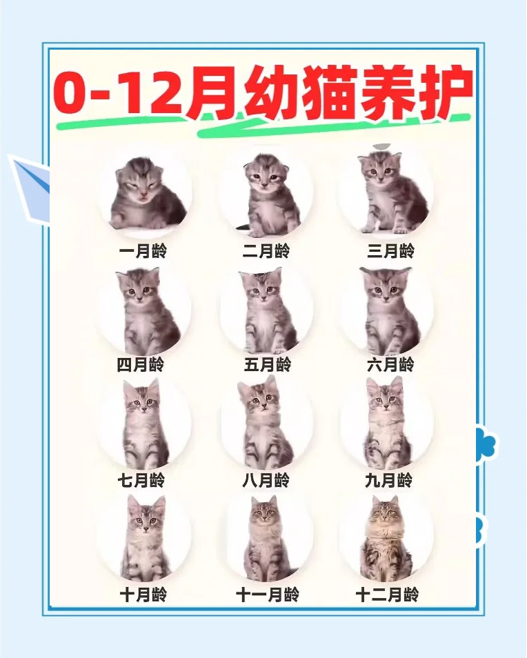 怎么判断猫的年龄(猫年龄对照表012岁)