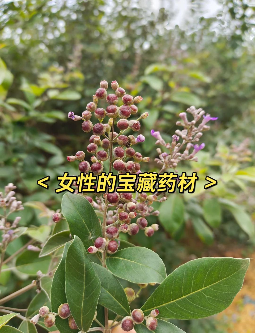 牡荆子的功效与作用(牡荆子的功效与作用与主治是什么) 牡荆子的功效与作用(牡荆子的功效与作用与主治是什么)