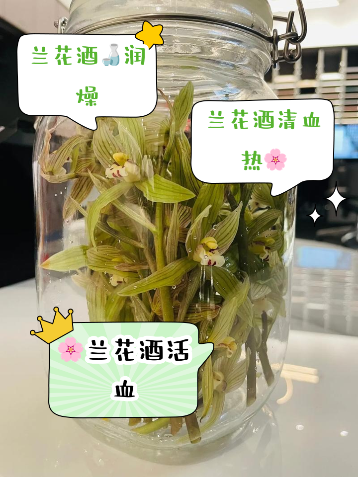 留兰香泡水喝有什么好处(留兰香煮水喝有什么功效?) 留兰香泡水喝有什么好处(留兰香煮水喝有什么功效?)