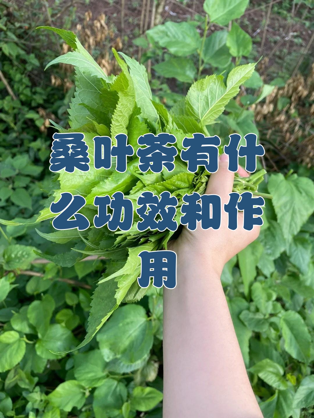 桑叶生姜茶的作用与功效(桑叶生姜茶的作用与功效禁忌) 桑叶生姜茶的作用与功效(桑叶生姜茶的作用与功效禁忌)