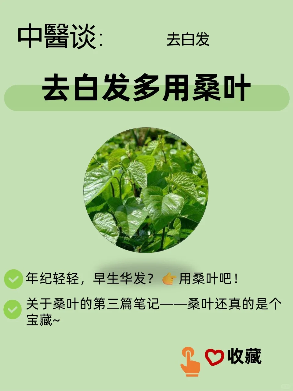 桑叶生姜茶的作用与功效(桑叶生姜茶的作用与功效禁忌) 桑叶生姜茶的作用与功效(桑叶生姜茶的作用与功效禁忌)