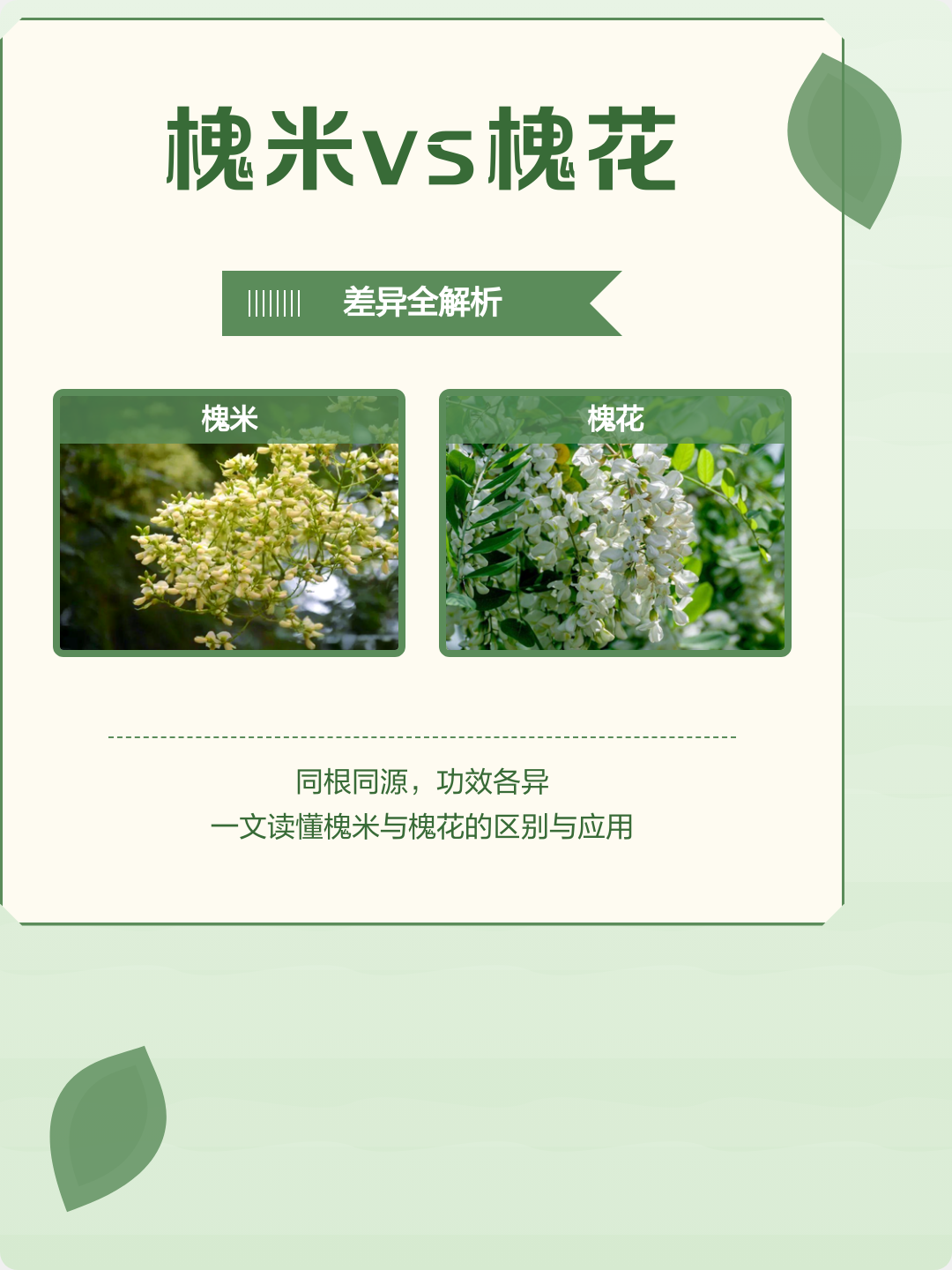 槐米泡水喝的功效与作用和副作用(槐米泡水喝的功效与作用和副作用槐豆) 槐米泡水喝的功效与作用和副作用(槐米泡水喝的功效与作用和副作用槐豆)