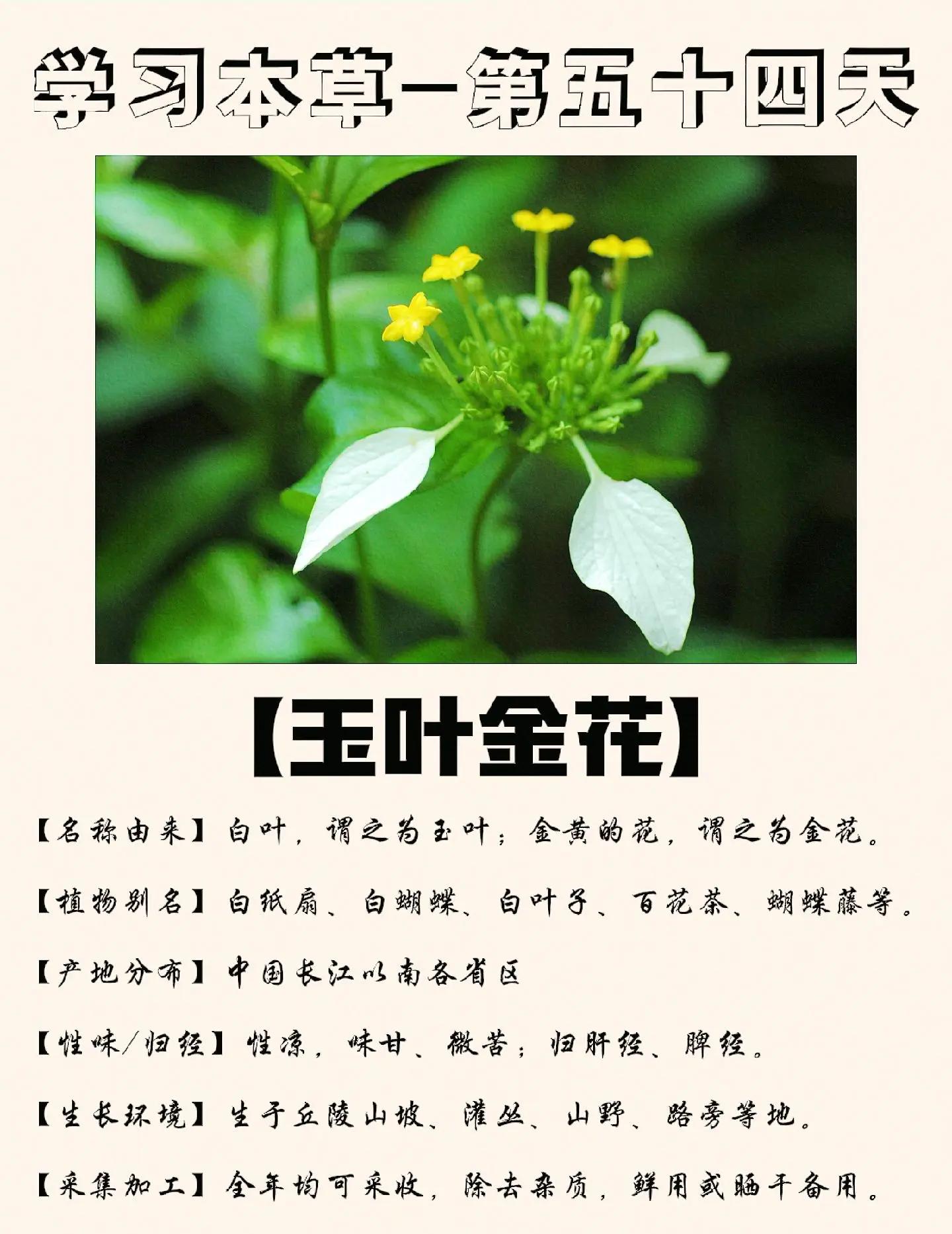 玉兰叶的功效与作用(玉兰叶的功效与作用及禁忌) 玉兰叶的功效与作用(玉兰叶的功效与作用及禁忌)
