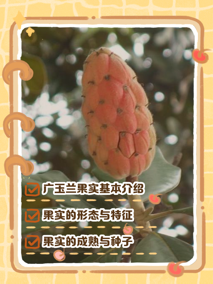 玉兰叶的功效与作用(玉兰叶的功效与作用及禁忌) 玉兰叶的功效与作用(玉兰叶的功效与作用及禁忌)