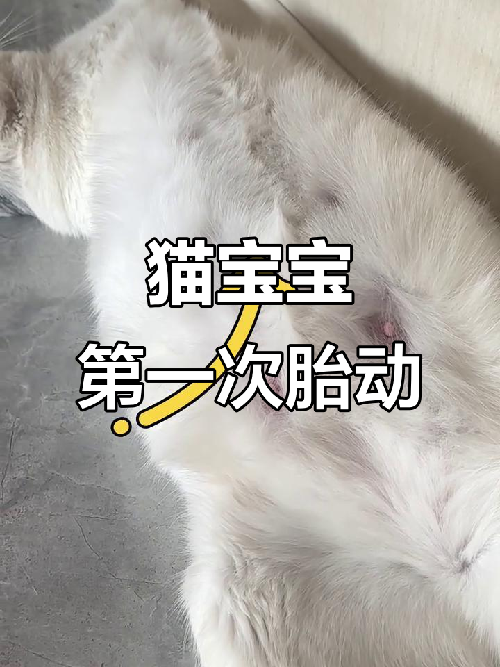 猫的怀孕周期(怎么确定母猫怀孕了) 猫的怀孕周期(怎么确定母猫怀孕了)