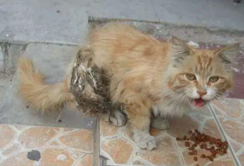 粘鼠板的胶粘到猫咪身上怎么去除(粘鼠板的胶粘到猫咪身上怎么去除掉) 粘鼠板的胶粘到猫咪身上怎么去除(粘鼠板的胶粘到猫咪身上怎么去除掉)