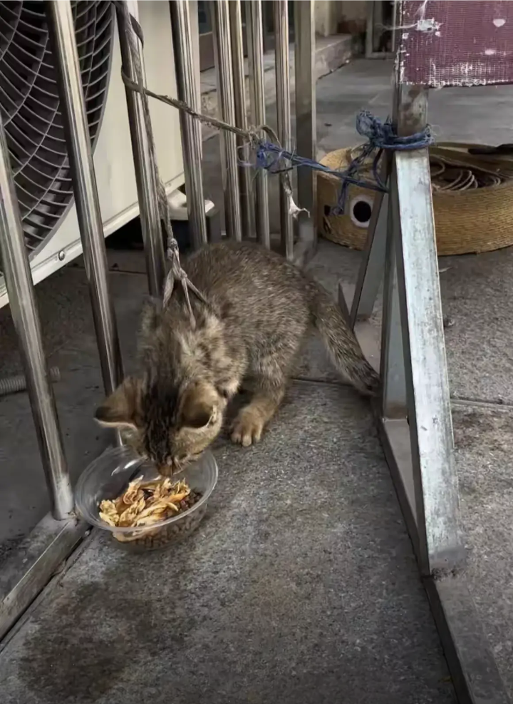 掐猫脖子几秒猫会死(掐猫的脖子猫会出什么问题)