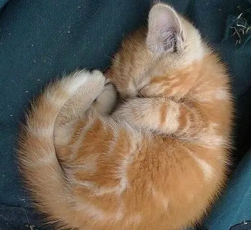 掐猫脖子几秒猫会死(掐猫的脖子猫会出什么问题)