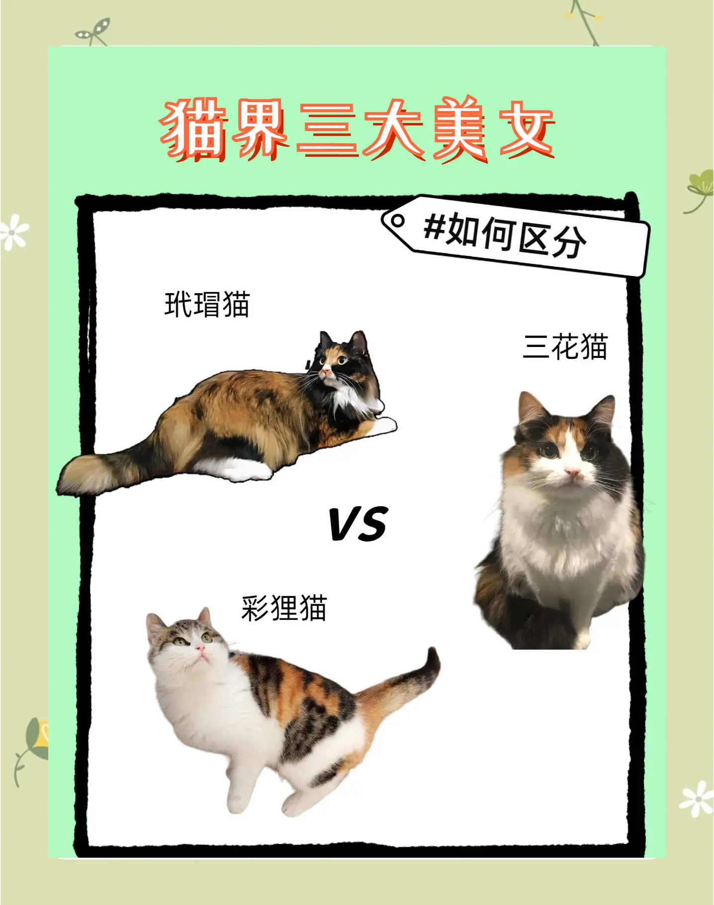 如何验证狸花猫已经认主人了(如何验证狸花猫已经认主人了呢)