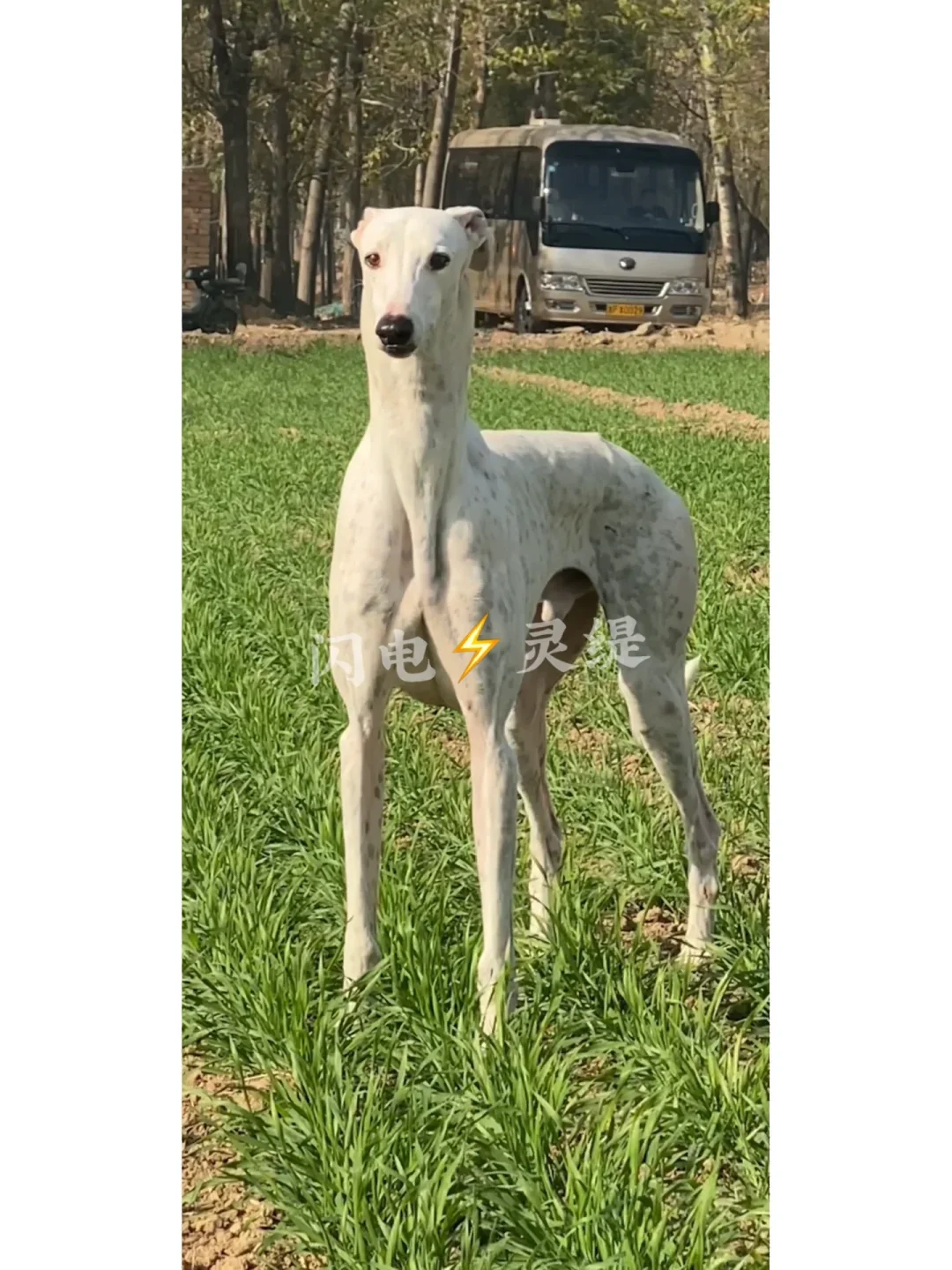 白色的小型犬有哪些品种(白色的小型犬有哪些品种名字) 白色的小型犬有哪些品种(白色的小型犬有哪些品种名字)